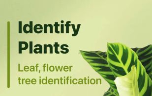 Leaf Identification screenshot 1