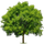 Tab Tree icon