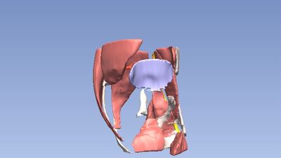 Open Anatomy screenshot 1