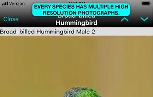 iBird Pro Guide to Birds screenshot 1