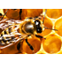 Cowrie icon