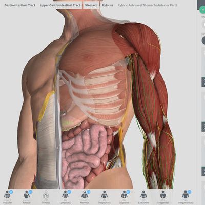 difference between essential anatomy 5 app for windows