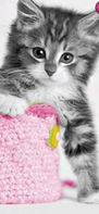 cats lock screen ziper
