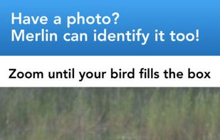 Merlin Bird ID screenshot 2