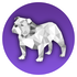 Bulldock Browser icon
