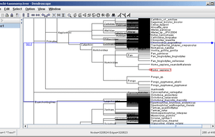 Dendroscope screenshot 2