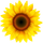 VideoPsalm icon