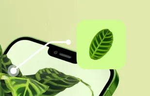 Leaf Identification screenshot 1