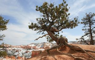 Monumental Trees screenshot 1