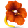 Nasturtium Player icon