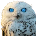 OwlAI Assistant icon