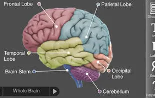 3D Brain screenshot 1