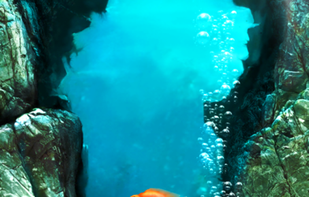 iQuarium screenshot 2