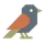 Pipit icon