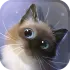 Peper Kitten Live Wallpaper icon