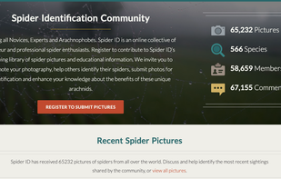 Spider ID screenshot 1