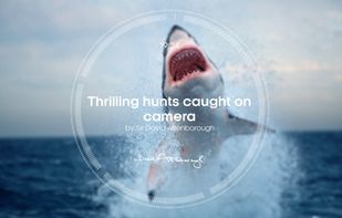 Attenborough Story of Life screenshot 3