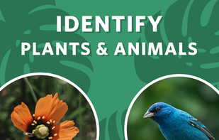 Seek by iNaturalist screenshot 1