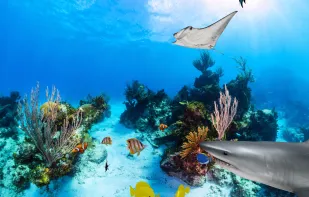 Aquarium 360 LWP screenshot 3