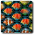 Fish Match icon