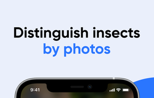 Bug Identifier screenshot 2