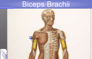 Speed Anatomy screenshot 1