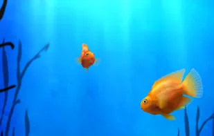 iQuarium screenshot 1