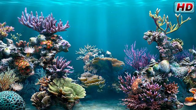 Ứng dụng hồ cá biển tương tự là một cách tuyệt vời để khám phá thế giới dưới lòng đại dương mà không cần phải ra khỏi nhà. Với những hình ảnh và video thú vị, bạn sẽ có được trải nghiệm tuyệt vời về cuộc sống dưới đại dương.