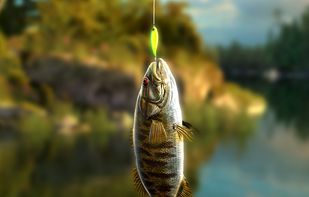 Go Fishing! screenshot 1