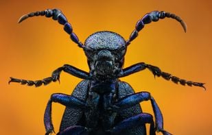 Example image "Studio stack: Oil Beetle" by John Hallmén

Source: https://www.flickr.com/photos/johnhallmen/5614586666/