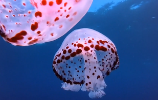 Google Veo screenshot 1