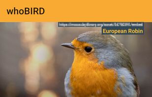 whoBIRD screenshot 1