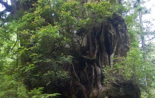 Western redcedar 'Kalaloch Redcedar' in Olympic National Park, Kalaloch, Washington, United States