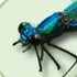 Damselfly icon