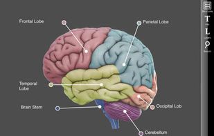 3D Brain screenshot 3