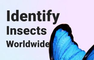 Picture Insect screenshot 1