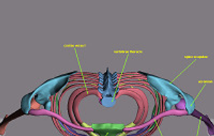 Scapula and rib cage, superior view