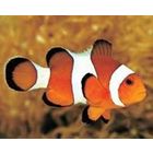 Clownfish for Skype icon