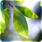 Fresh Leaves icon