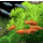 Dream Aquarium icon