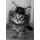 placekitten icon