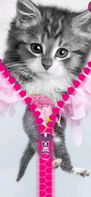 cats lock screen ziper