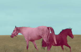 Semantic Segmentation: Competitive results without any fine-tuning on clustering an images into object classes.