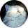 BlinderKitten icon