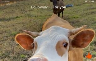 Clapper - Video, Live, Chat screenshot 2