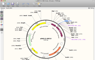 SnapGene Viewer screenshot 1