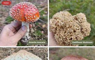 Mushroom Identification screenshot 1