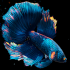 Betta Fish Live Wallpaper icon