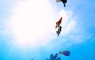 Aquarium 360 LWP screenshot 1