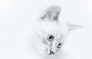 Stacky.me screenshot 1